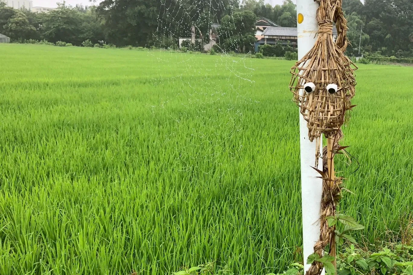 虫送りさねもり様
